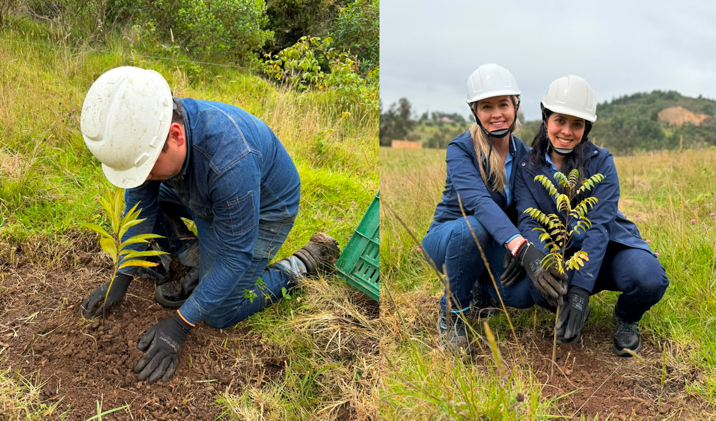 Siembra de 8,9 hectáreas de especies nativas fortalece la compensación ambiental del Proyecto Línea Paipa – Barbosa 115 kV